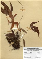 藏品(三葉茀蕨)的圖片